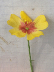 Linum hudsonioides