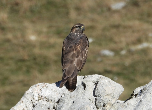 Common Buzzard