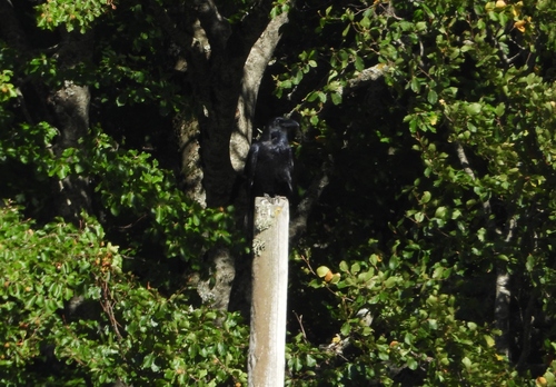 Common Raven