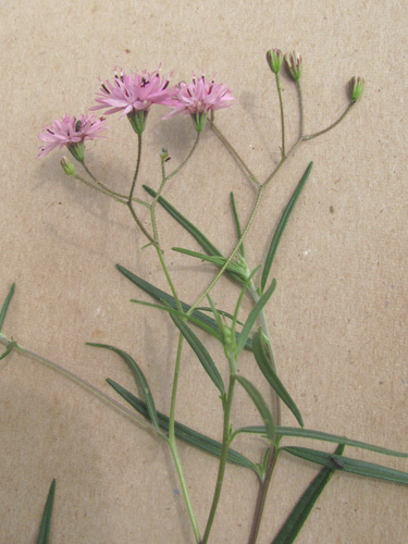 Palafoxia callosa