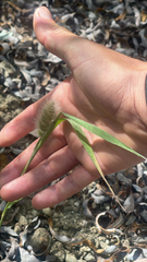 Polypogon monspeliensis, photograph (c) Garrett Craig, some rights reserved (CC BY)