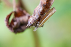 Agriphila selasella