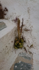 Umbilicus horizontalis