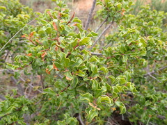 Euclea undulata