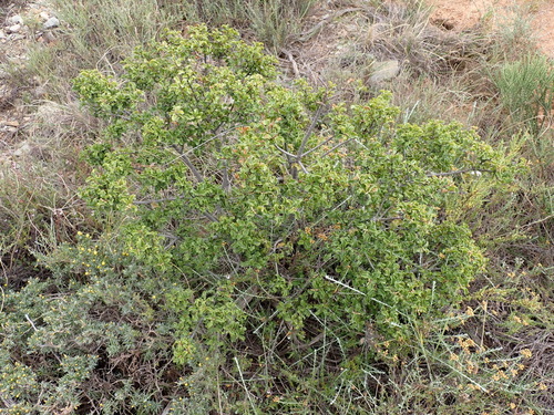 Euclea undulata, photograph 1