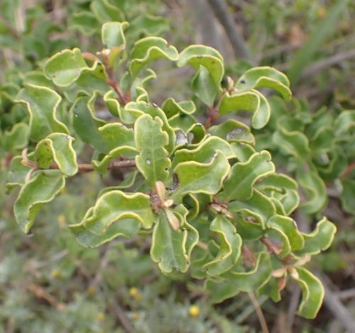 Euclea undulata, photograph 2
