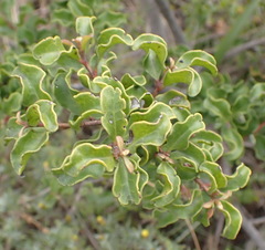 Euclea undulata, photograph (c) Nicola van Berkel, some rights reserved (CC BY-SA)