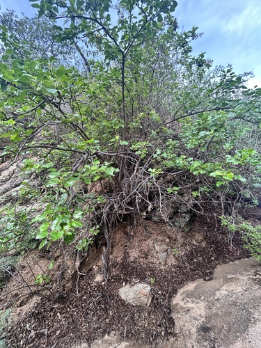 Jatropha vernicosa, photograph 2