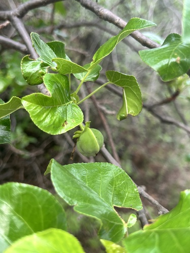 Jatropha vernicosa