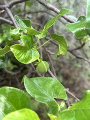 Jatropha vernicosa