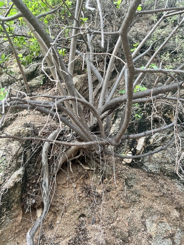 Jatropha vernicosa, photograph 3