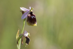 Ophrys lunulata