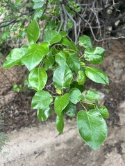 author not stated, no rights reserved Jatropha vernicosa, photograph author not stated, no rights reserved