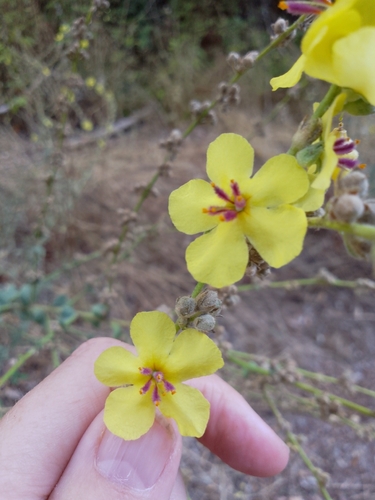 wavyleaf mullein
