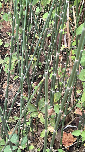 rough horsetail
