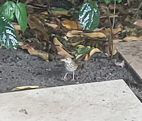 Seiurus aurocapilla image