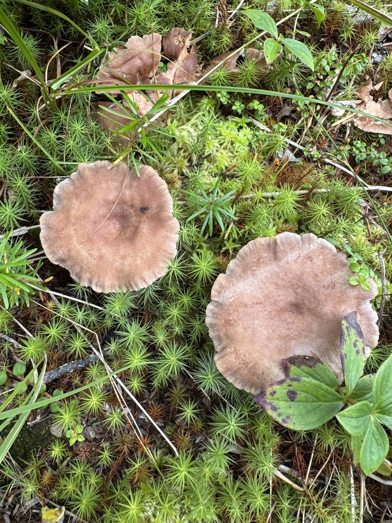 pap milkcap · September 2026 · photo: Photo: no rights reserved · iNaturalist