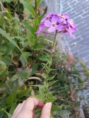 Hesperis matronalis
