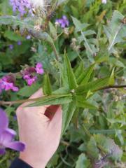 Hesperis matronalis