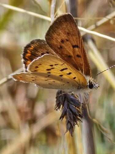 Purplish Copper