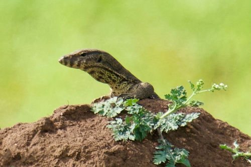 Bengal Monitor