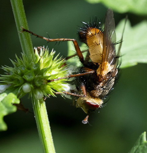 Common Tachinid