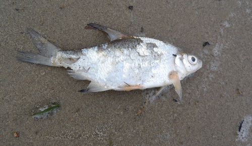 Silver Bream