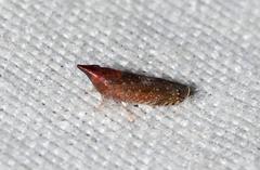 Scaphytopius rubellus