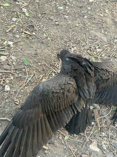 Turkey Vulture