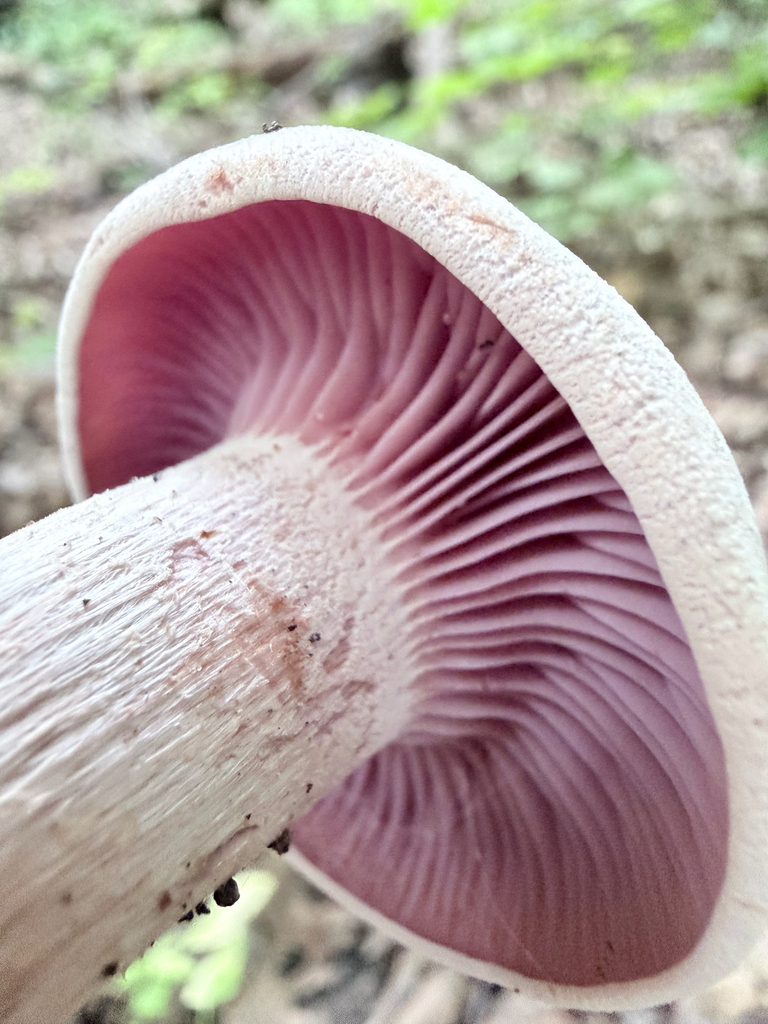 Purple-and-White Deceiver · September 2026 · photo: Photo: (c) Erica Tava Johnson, some rights reserved (CC BY) · iNaturalist