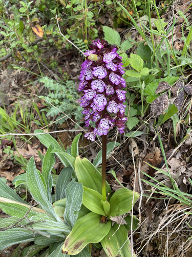 Lady Orchid