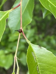 Tatianaerhynchites aequatus