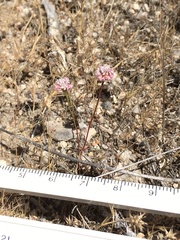Eriogonum nortonii