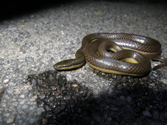 Opisthotropis lateralis