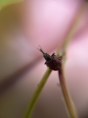 Tatianaerhynchites aequatus