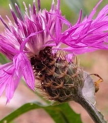Centaurea napifolia