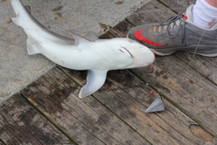 Carcharhinus plumbeus