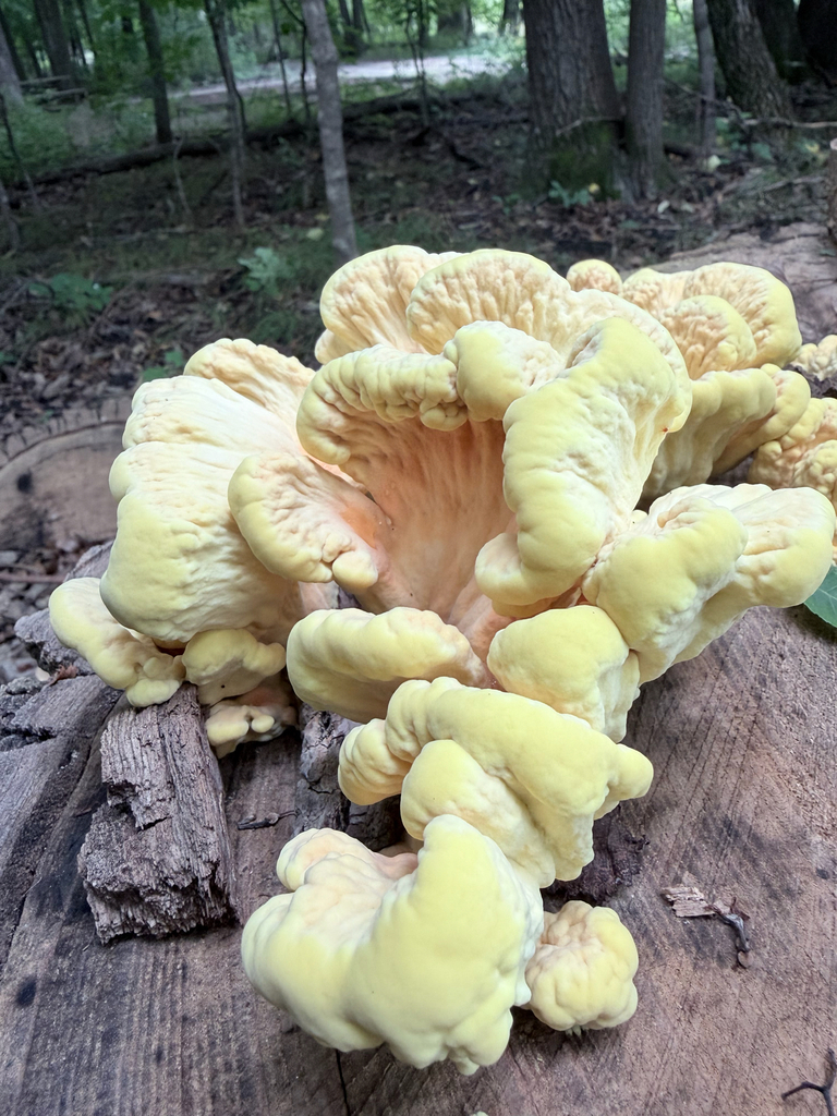 chicken of the woods · September 2026 · photo: Photo: (c) Erica Tava Johnson, some rights reserved (CC BY) · iNaturalist