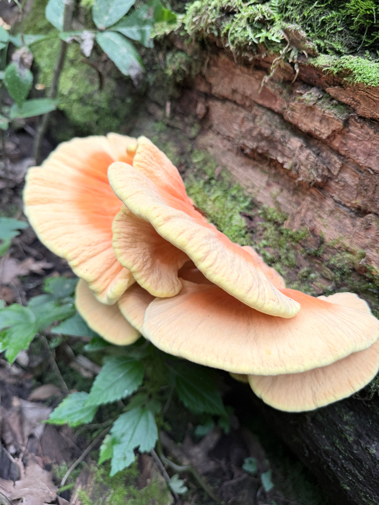 chicken of the woods · September 2026 · photo: Photo: (c) Erica Tava Johnson, some rights reserved (CC BY) · iNaturalist