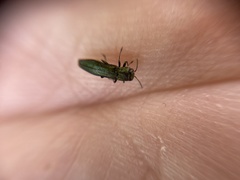 Agrilus angustulus