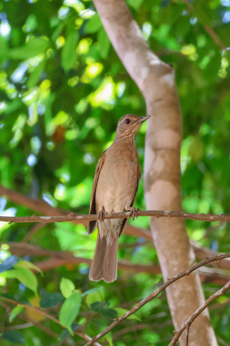 Pale-breasted Thrush