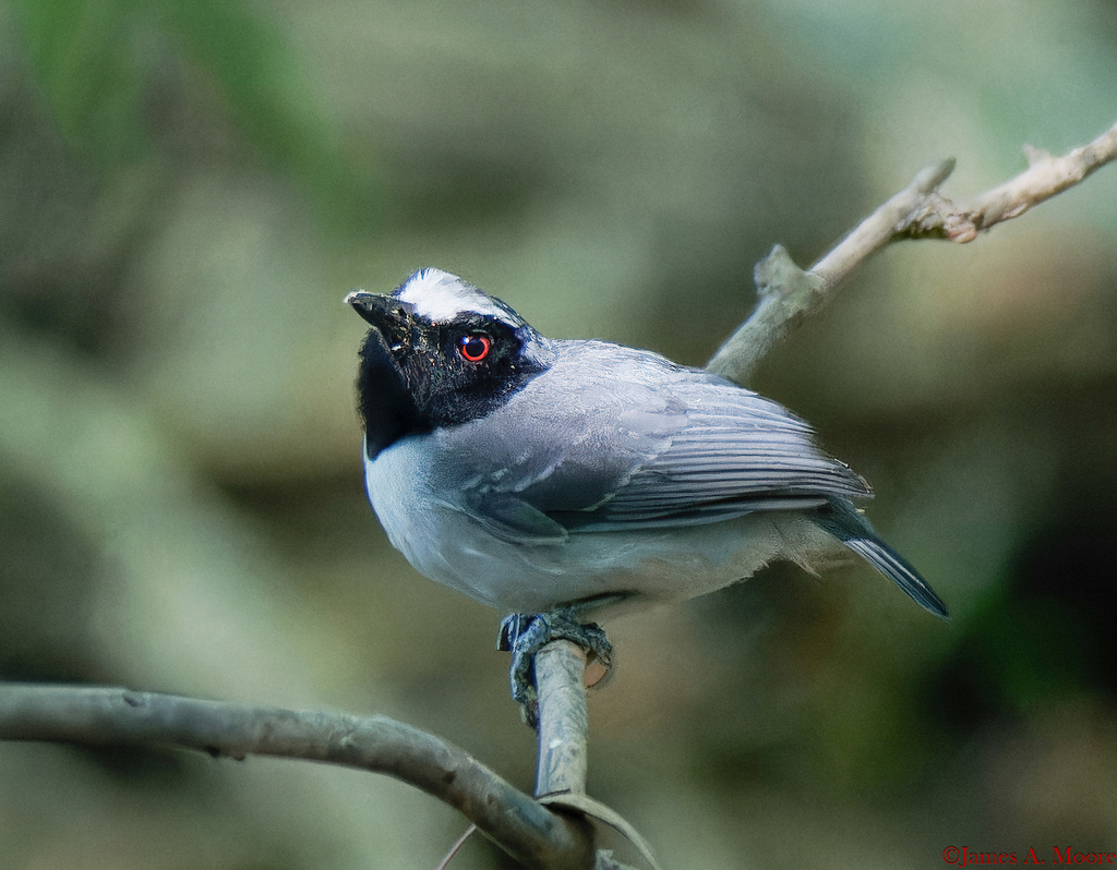 Ash-breasted Antbird