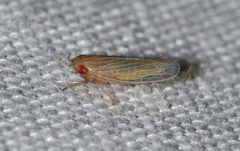 Graminella plana