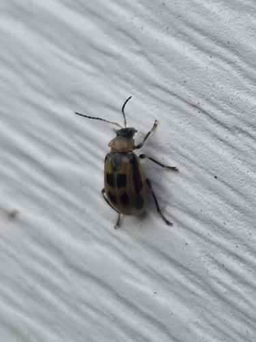 Bean Leaf Beetle