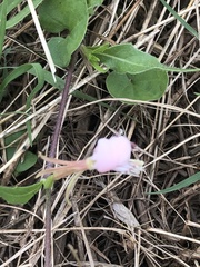Oenothera tetraptera