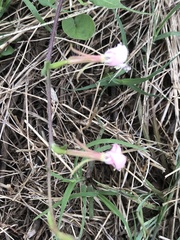 Oenothera tetraptera