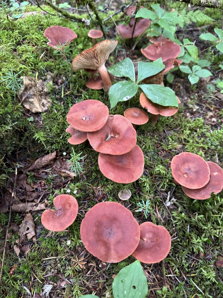 Rufous Milkcap · September 2026 · photo: Photo: no rights reserved · iNaturalist