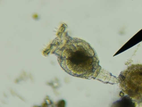 Philodina megalotrocha