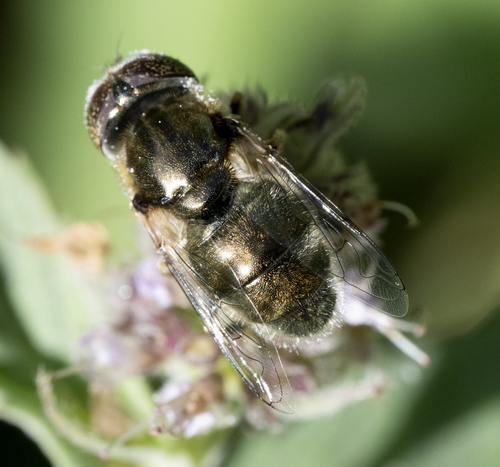 Common Lagoon Fly