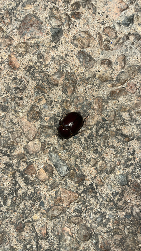 Phyllognathus excavatus